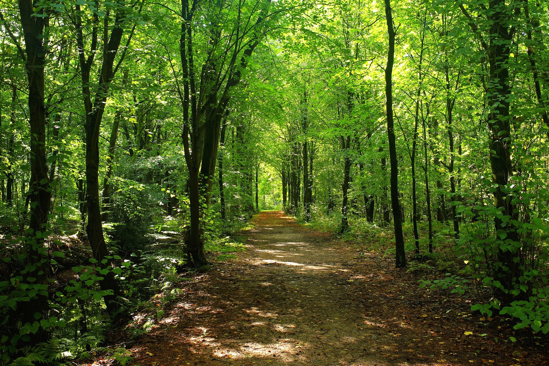 FPC Retreats - Path thru forest